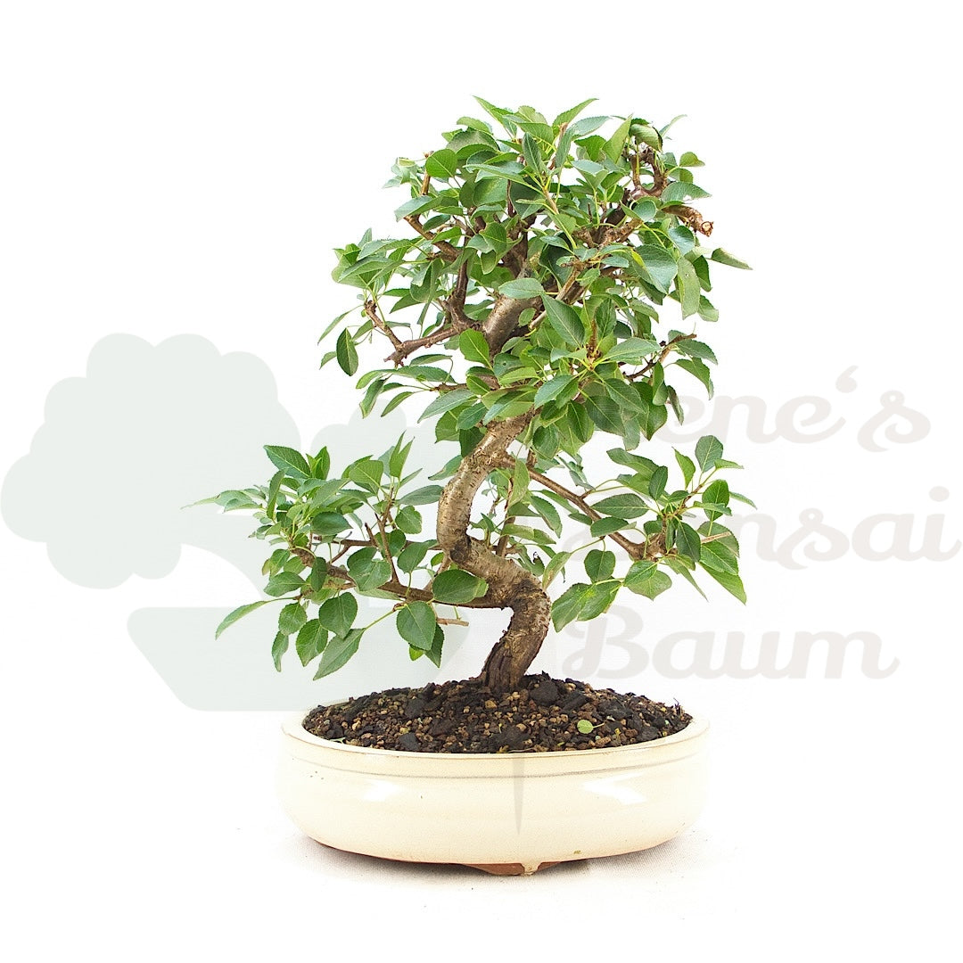 Steinweichsel 'Prunus mahaleb'